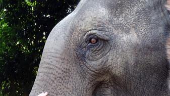 Pachyderm Elephant National Park