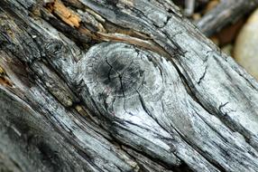 old log in the woods