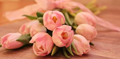 Tulips pink