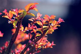 Leaves Trees Nature