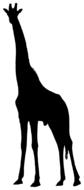 africa giraffe mammal drawing