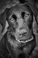 Dog Labrador black and white