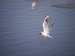 flying white seagull over the sea