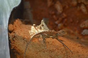 Bearded Dragons Babies