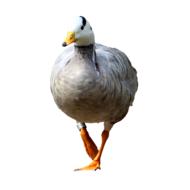 goose wild goose isolated
