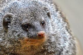 macro photo of a meerkat in a zoo