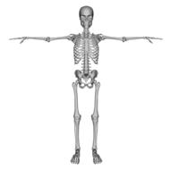 bones dead figure on white