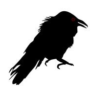 drawing of goodly bird crow