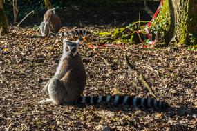 Lemur Primate on dry foliage on a sunny day