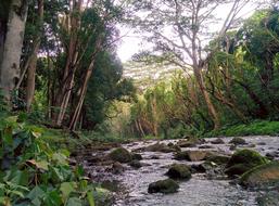flowing river with stones in the forest