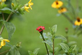 Red Flower Flora Garden