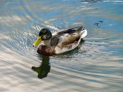 duck on the water at dusk close up