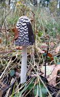Fall Fungus Nature