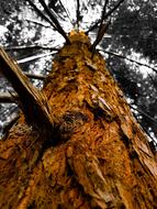 Tree Branch