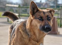 German shepherd in the backyard