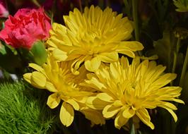 Yellow Chrysanthemums Carnation