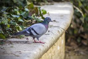 gray dove sits on a flower bed