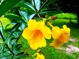 Flowers Nature Yellow