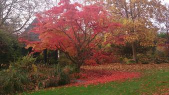 Autumn Tree