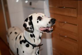 dalmatian white dog