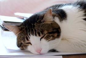 Cat Face Portrait sleep