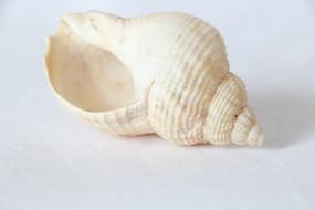 Cochlea Snail White