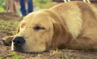 impressively beautiful Animal Pet