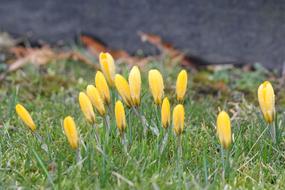 Crocus Spring Flower