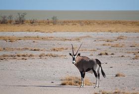 wild antelope in the field