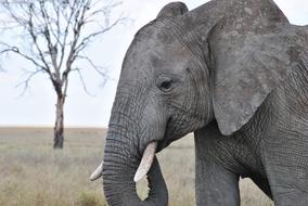 Africa Tanzania National Park