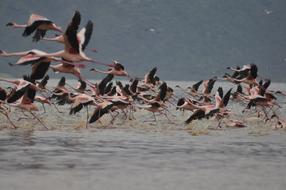 Flamingos Flying Flight
