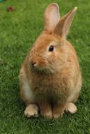 red rabbit sits on a green lawn
