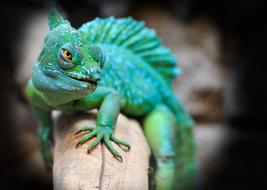 Reptile Lizard Green