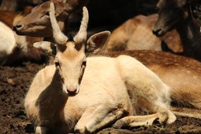 fabulous Animal Horns