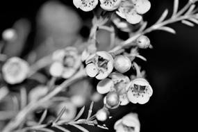 Flowers White Nature