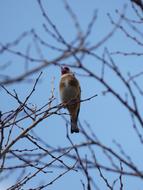 Cadernera, perched bird among Branches