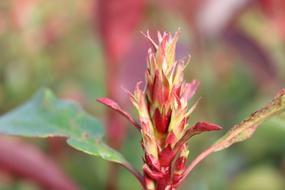 Photinia Flower Garden