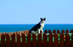 fabulous Cat and Sea