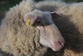 Profile portrait of the beautiful and cute, fluffy sheep