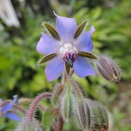Medicinal Plant Garden Herbs Closeup photo