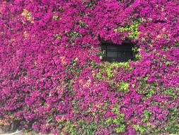 Violet blooming Flowers