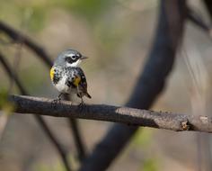 impressively beautiful Warbler Bird