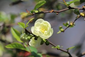 Camellia Spring