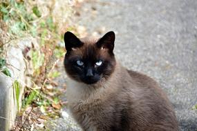 beautiful cat on the street