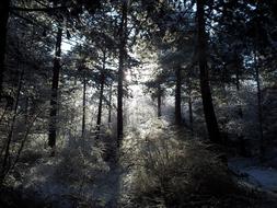 Landscape Trees Snow