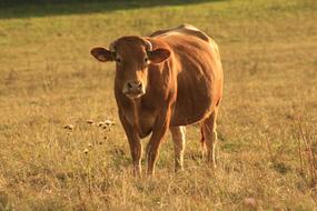 fabulous Cow Farm