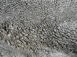 Texture Trunk Pine drawing