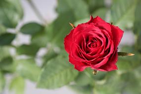 Flowers Red Roses