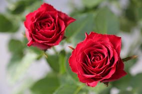 Flowers Red Roses