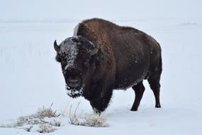 bison in the snow in winter